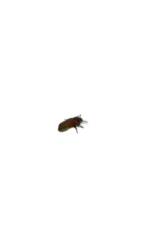 [03-05-01-DB] Darkling Beetle