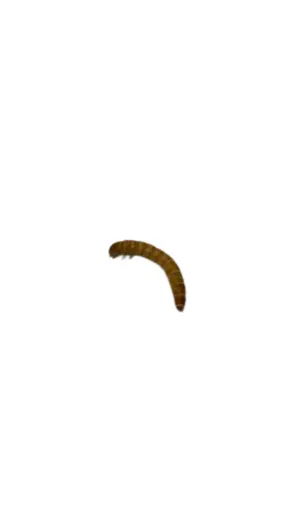 [03-02-50-MW] 50 Mealworms